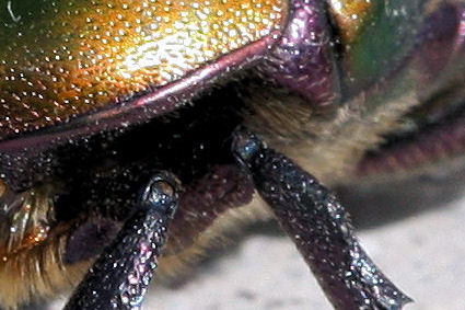 ancora Cetonia. No. Potaetia cfr cuprea