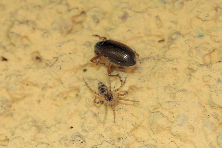 Oecobius sp.  - piccoletto con grande appetito