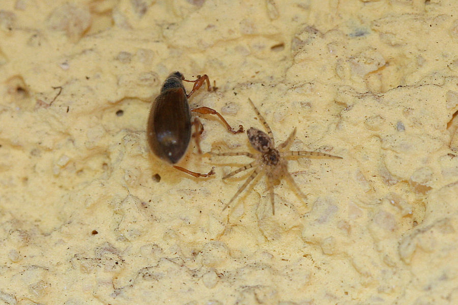 Oecobius sp.  - piccoletto con grande appetito