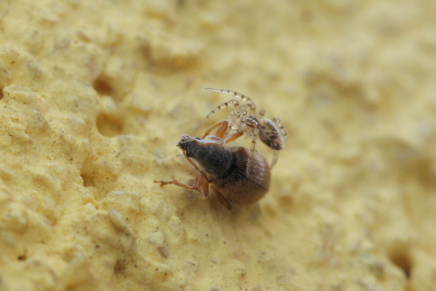 Oecobius sp.  - piccoletto con grande appetito