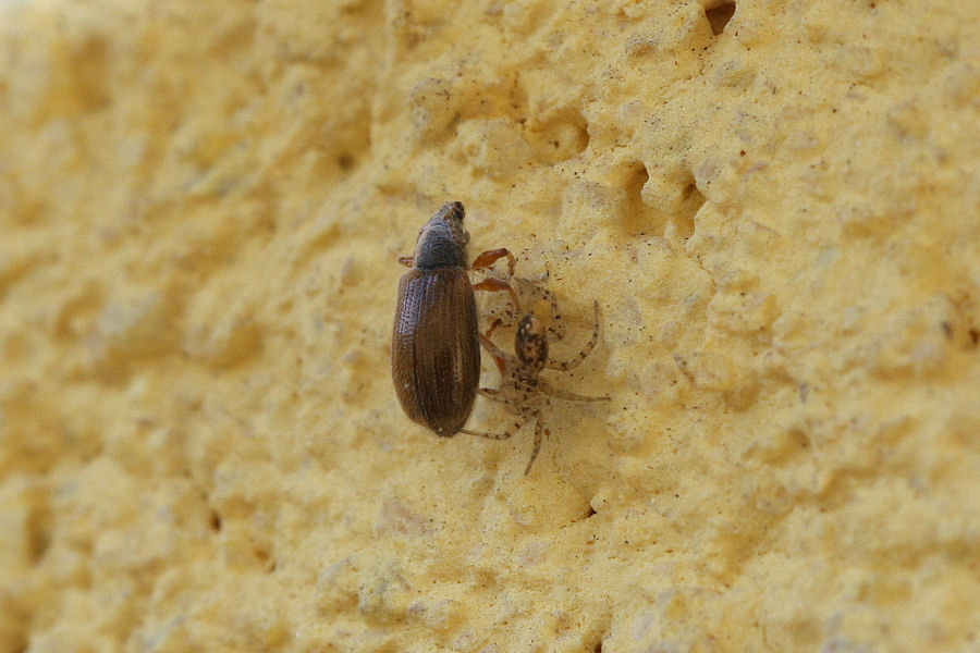 Oecobius sp.  - piccoletto con grande appetito