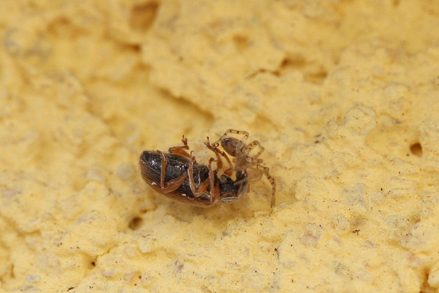 Oecobius sp.  - piccoletto con grande appetito