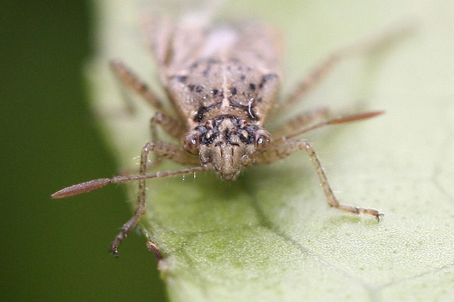 Rhopalidae: Brachycarenus tigrinus dell''Emilia (BO)