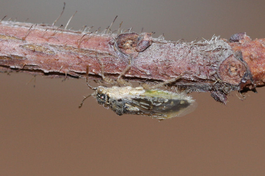 Rhopalidae: Brachycarenus tigrinus dell''Emilia (BO)