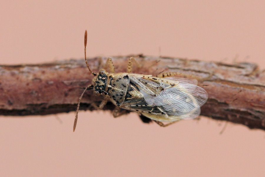 Rhopalidae: Brachycarenus tigrinus dell''Emilia (BO)