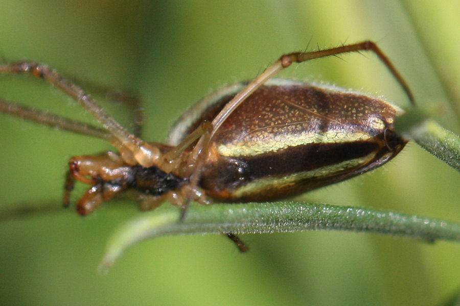 Tetragnatha extensa