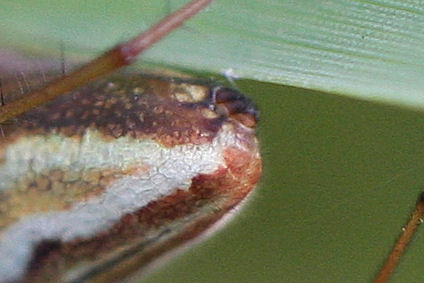 Tetragnatha extensa