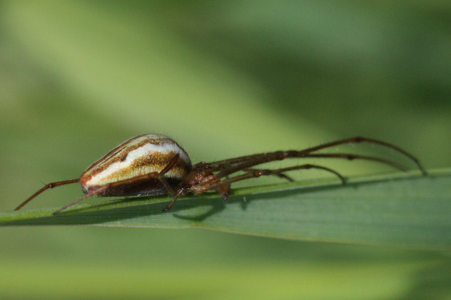 Tetragnatha extensa