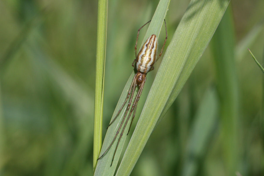 Tetragnatha extensa