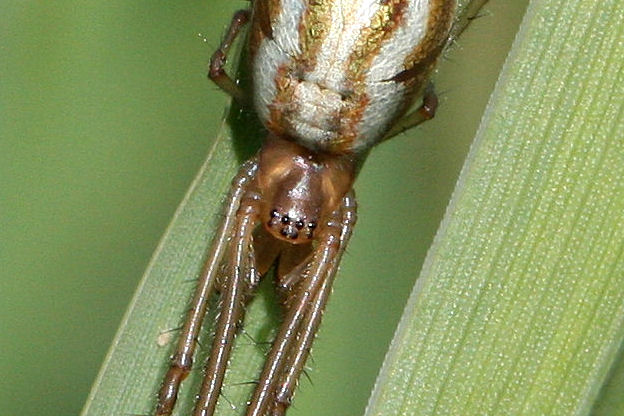 Tetragnatha extensa