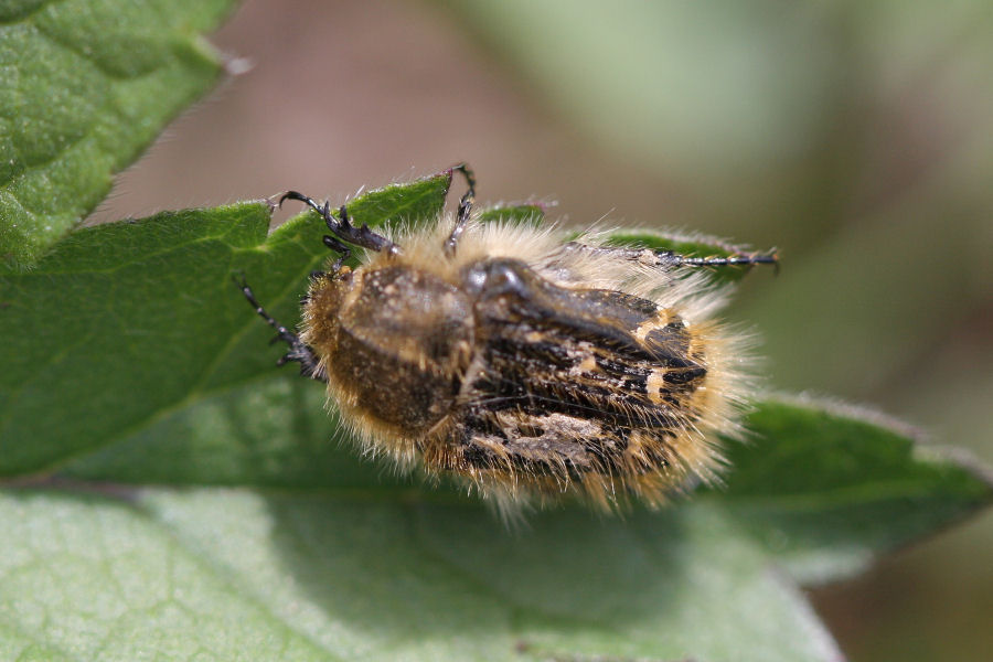 Tropinota sp.