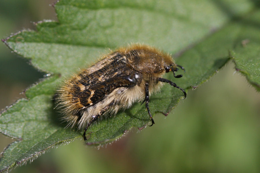 Tropinota sp.