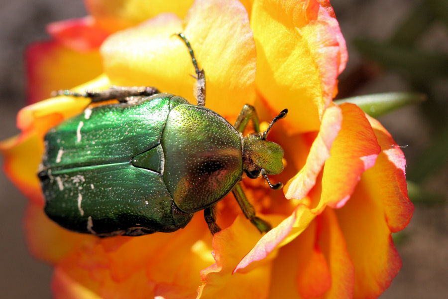 Cetoniidae: Cetonia aurata pisana