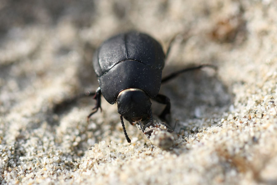 Erodius sp. (Tenebrionidae)