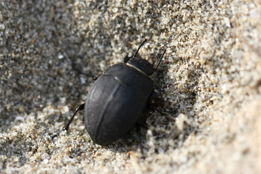 Erodius sp. (Tenebrionidae)