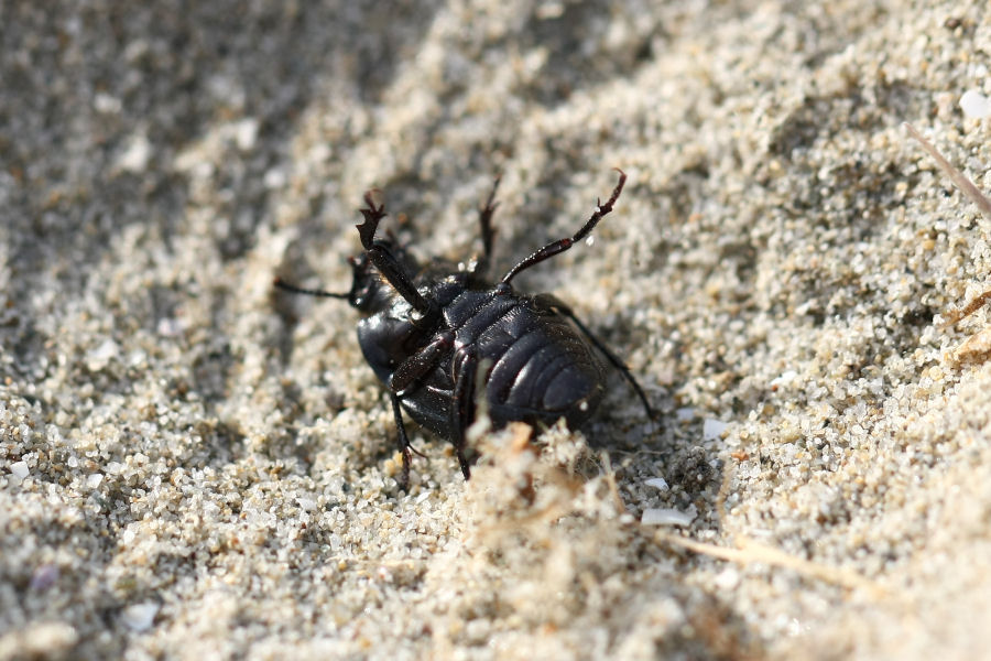 Erodius sp. (Tenebrionidae)