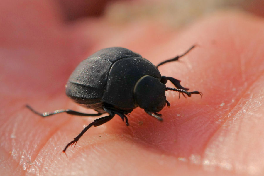Erodius sp. (Tenebrionidae)