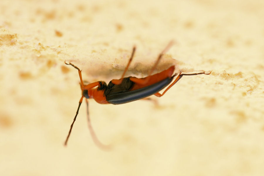 Cerambycidae da identificare: Pedostrangalia revestita