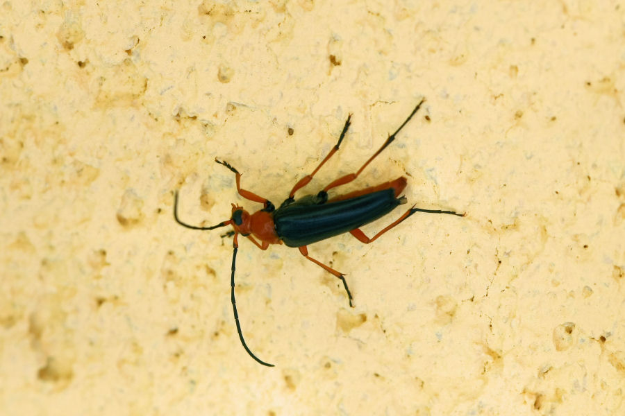 Cerambycidae da identificare: Pedostrangalia revestita
