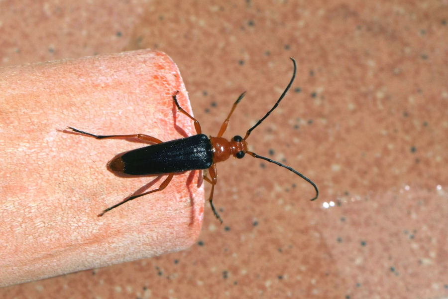 Cerambycidae da identificare: Pedostrangalia revestita