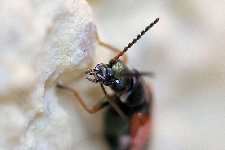 Anthocomus equestris (Malachiidae)