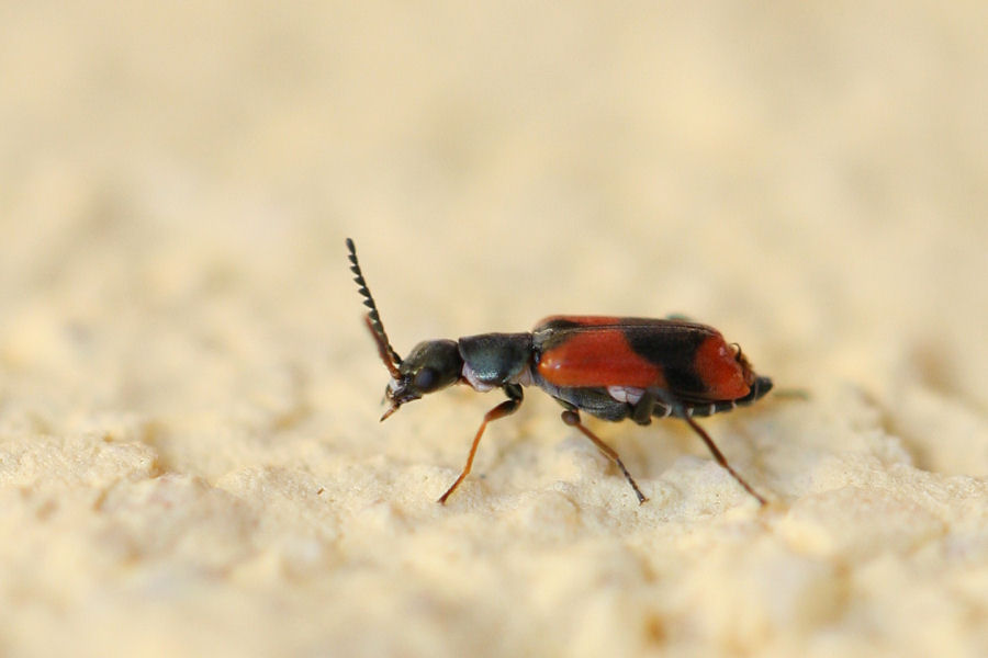 Anthocomus equestris (Malachiidae)