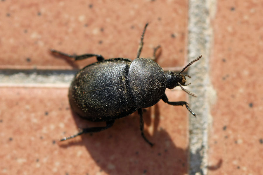 Silphidae: Ablattaria laevigata