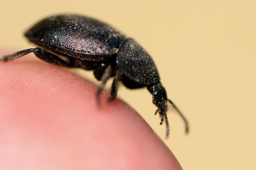Silphidae: Ablattaria laevigata