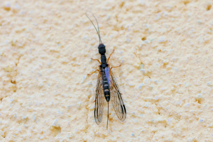 Parainocellia bicolor