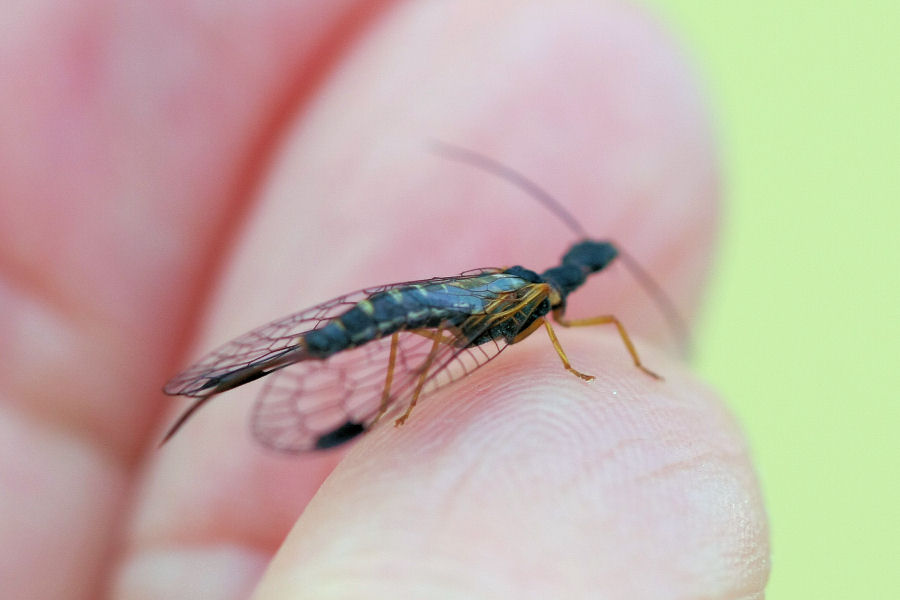 Parainocellia bicolor