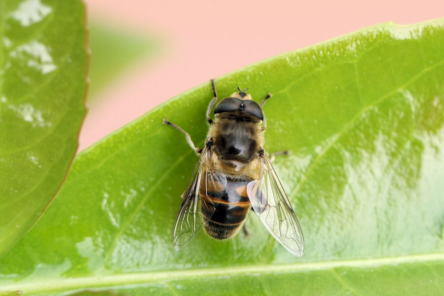 Eristalis tenax - chiedo conferma