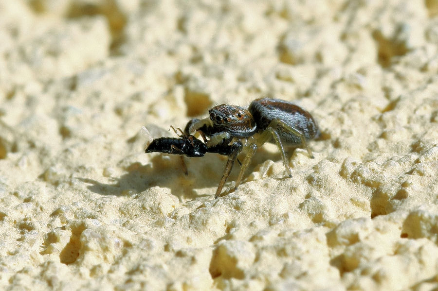 Menemerus semilimbatus; Icius sp.