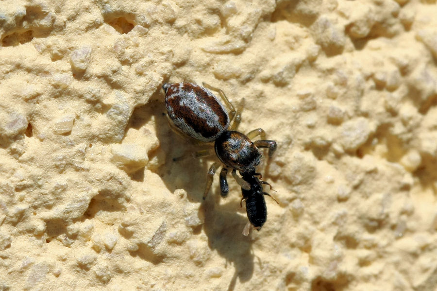 Menemerus semilimbatus; Icius sp.