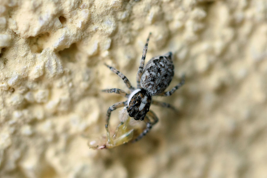 Menemerus semilimbatus; Icius sp.