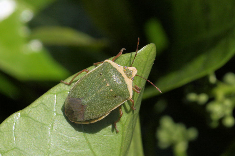 Pentatomidae: Nezara viridula forma torquata (SS)