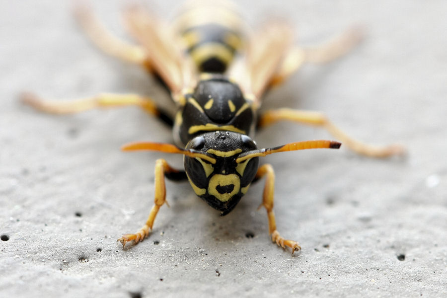 Polistes sp.?