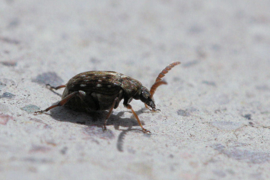 Chrysomelidae Bruchinae:  cfr. Bruchidius varius