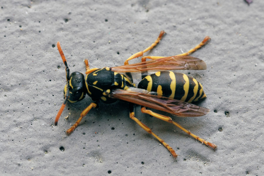 Polistes sp.?