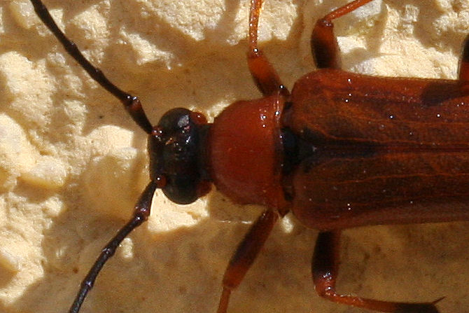 Cerambycidae in terrazza 2