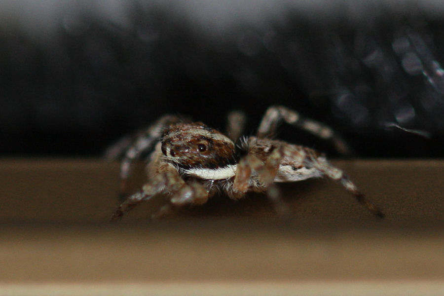 Menemerus semilimbatus
