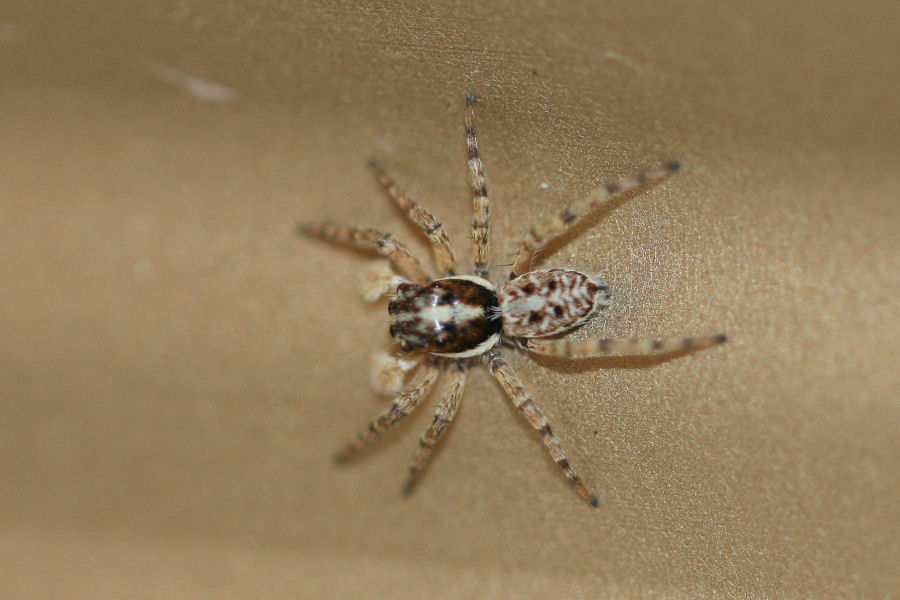 Menemerus semilimbatus
