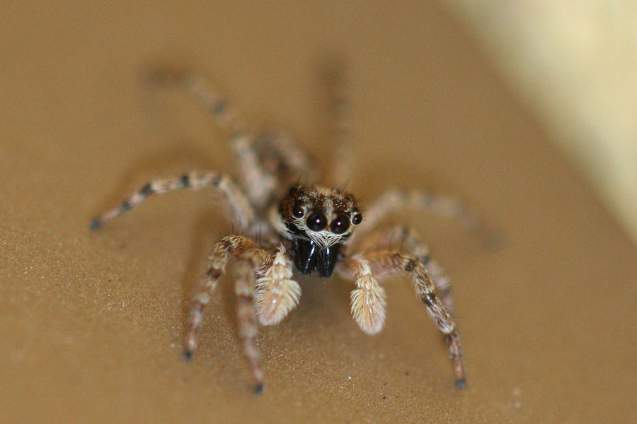 Menemerus semilimbatus