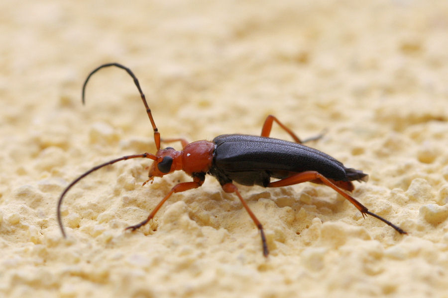 Cerambycidi in terrazza 1: Pedostrangalia revestita