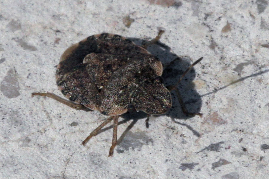 Sciocoris maculatus e sideritidis dell''Emilia (BO)