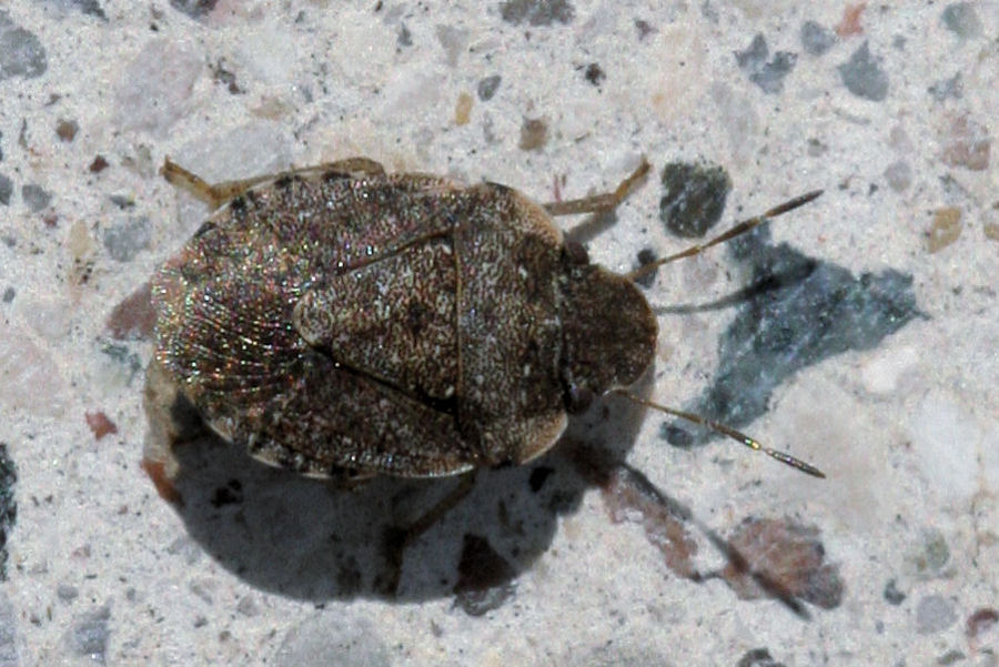 Sciocoris maculatus e sideritidis dell''Emilia (BO)