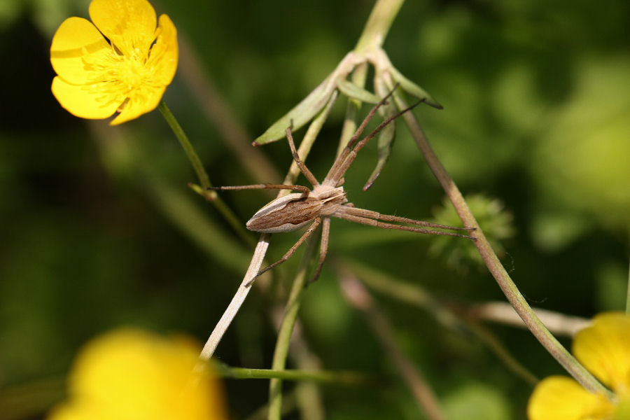Pisaura sp.