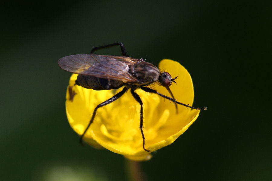 Altro Empididae ?