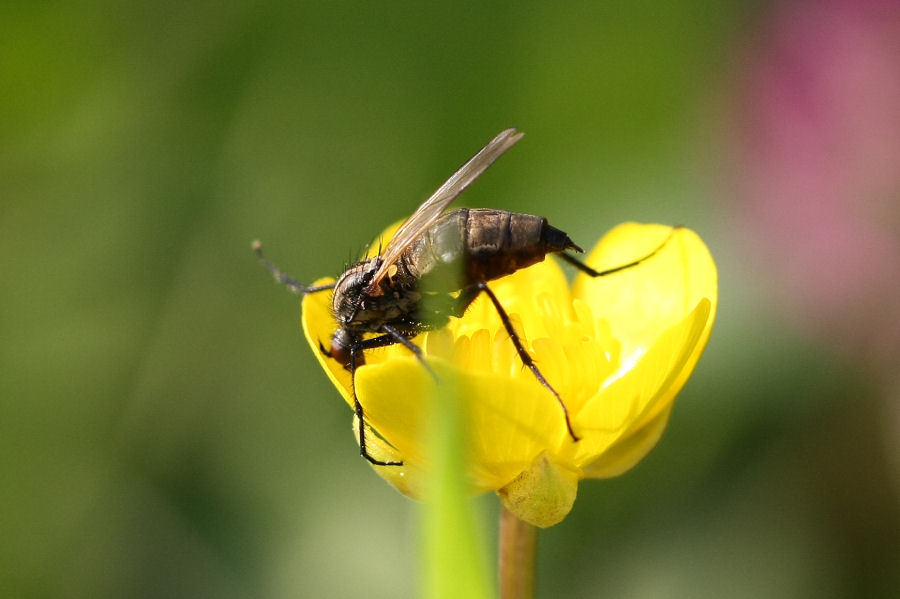 Altro Empididae ?