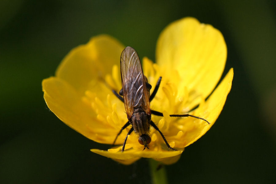 Altro Empididae ?