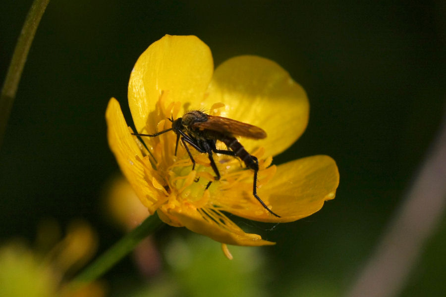 Altro Empididae ?